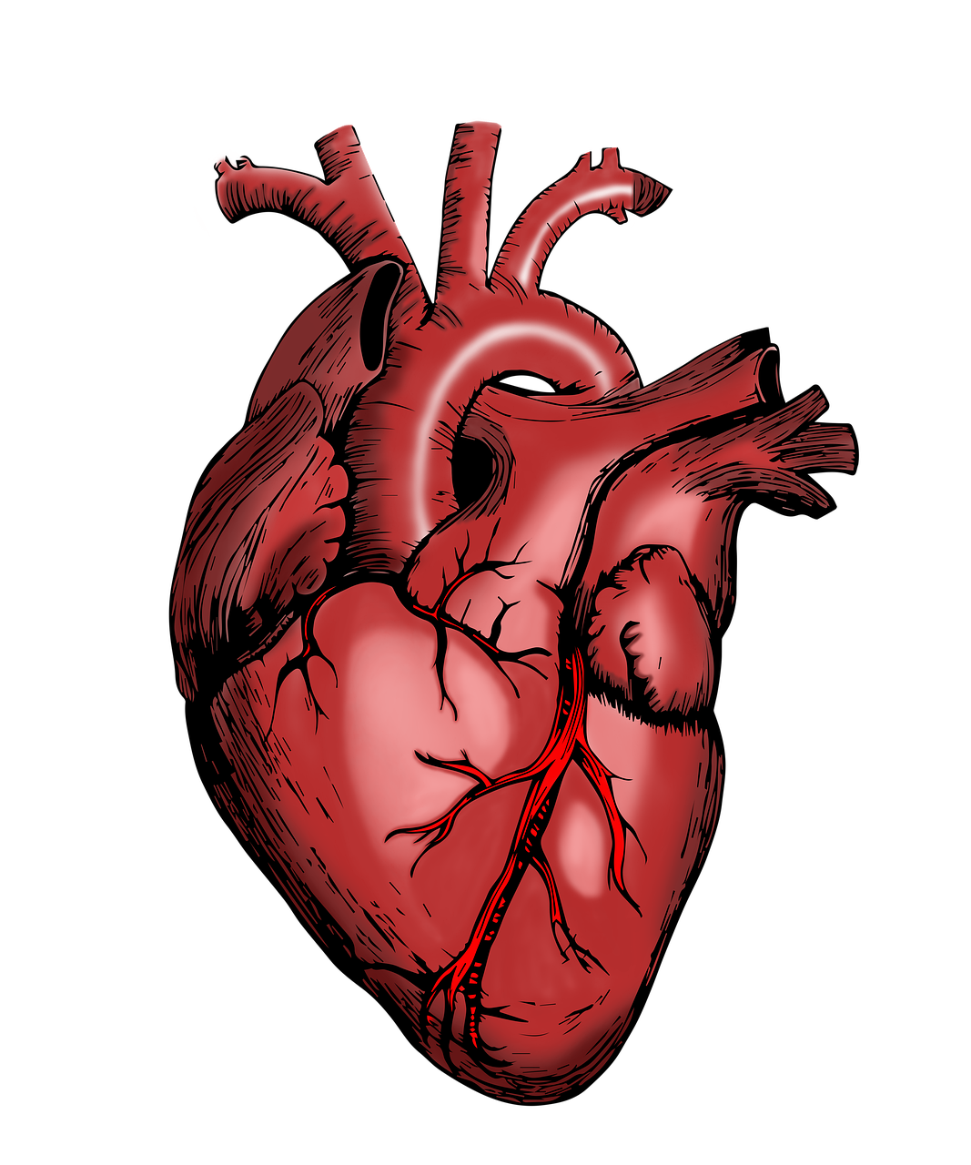 Heart Surgeon The LifeSaving Artistry